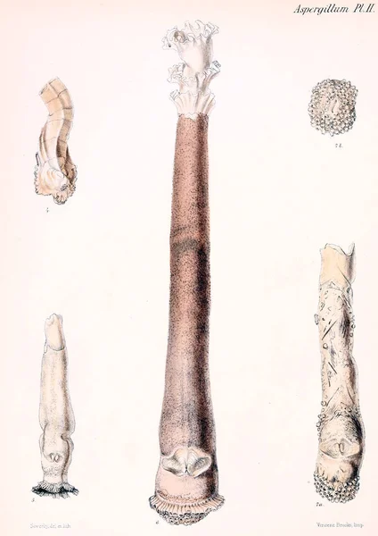 Εικονογράφηση Κοχύλια Conchologia Iconica Εικόνες Από Κελύφη Των Molluscous Ζώων — Φωτογραφία Αρχείου
