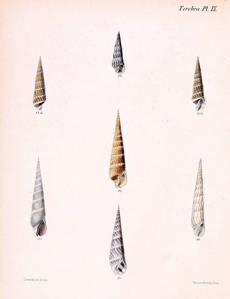 Illustratie Van Schelpen Conchologia Iconica Illustraties Van Schelpen Van Molluscous — Stockfoto