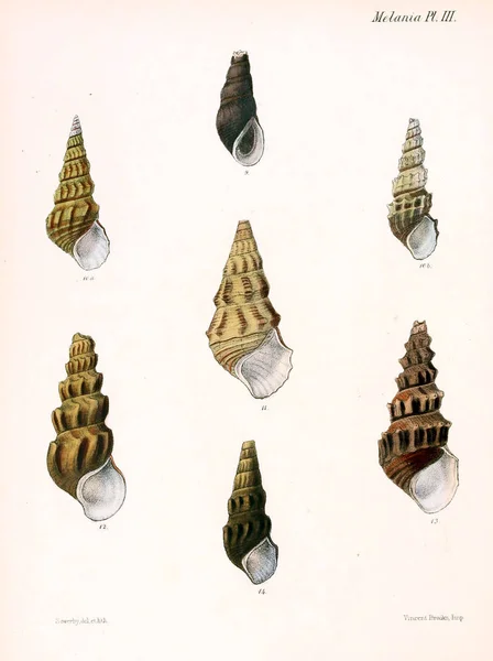 Illustration Snäckskal Conchologia Iconica Eller Illustrationer Skal Molluscous Djur — Stockfoto