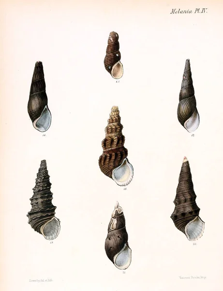 조개의 그림입니다 Conchologia Iconica Molluscous 동물의 포탄의 — 스톡 사진