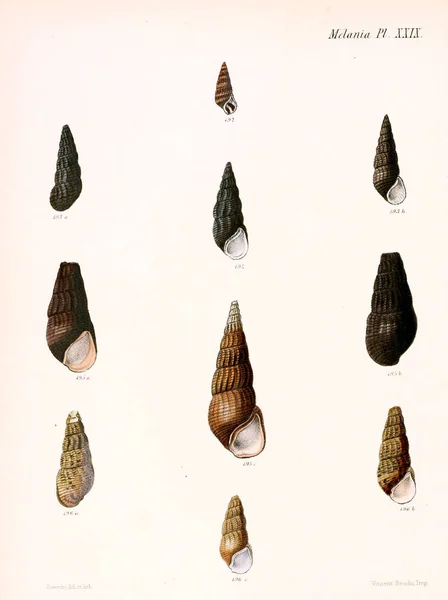 Illustration Seashells Conchologia Iconica Illustrations Shells Molluscous Animal — Stock Photo, Image