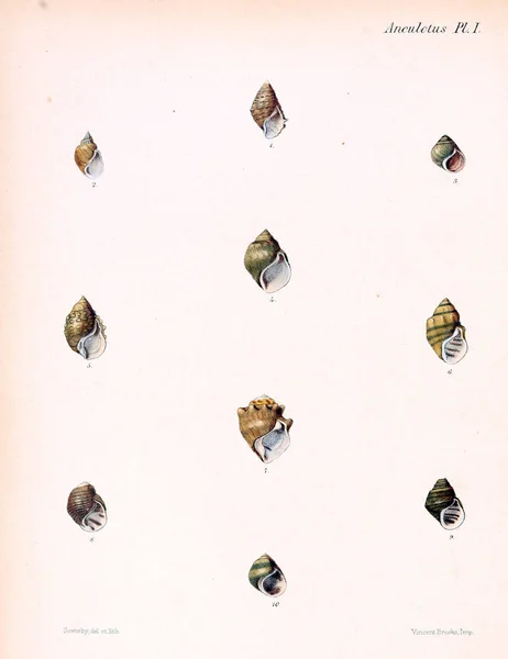 Illustration Coquillages Conchologia Iconica Illustrations Des Coquilles Animaux Mollusques — Photo