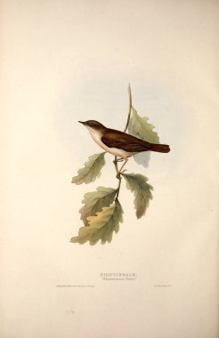 Bir kuş Illustration. Avrupa'nın kuşları.