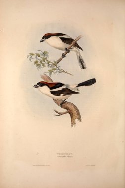 Bir kuş Illustration. Avrupa'nın kuşları.