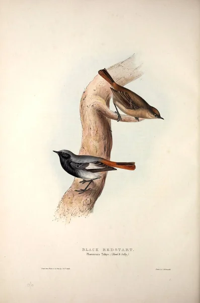 Illustration Oiseau Les Oiseaux Europe — Photo