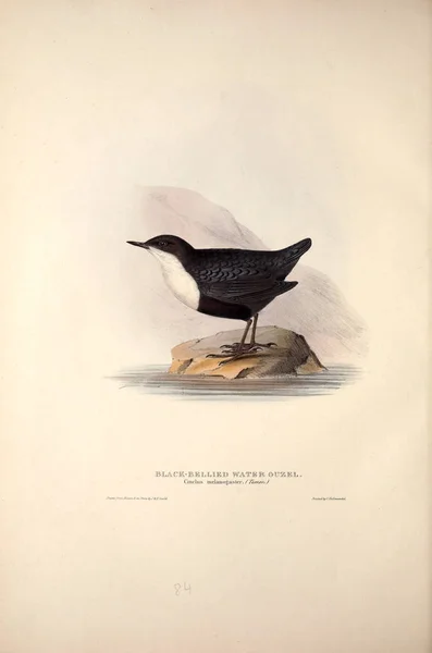 Illustratie Van Een Vogel Vogels Van Europa — Stockfoto