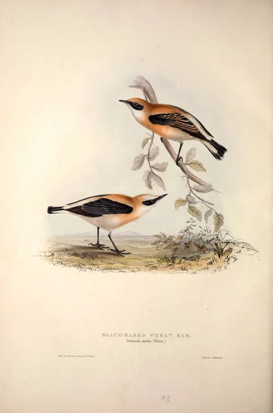 Illustration of a bird. The birds of Europe.