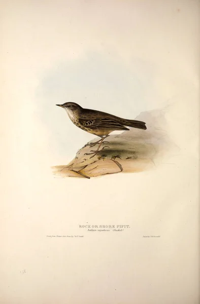 Ilustracja Ptaka Ptaki Europy — Zdjęcie stockowe
