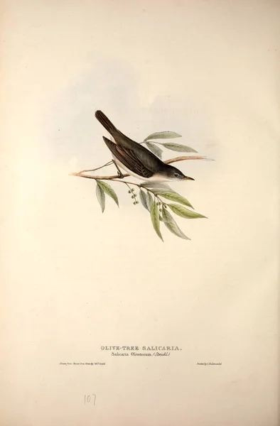 Illustration Oiseau Les Oiseaux Europe — Photo