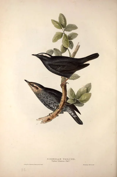 Ilustracja Ptaka Ptaki Europy — Zdjęcie stockowe