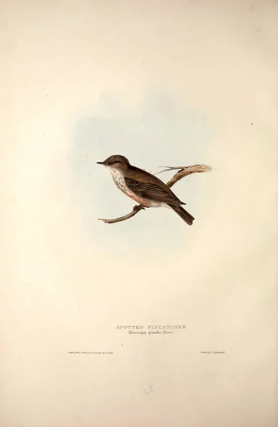 Illustration of a bird. The birds of Europe.