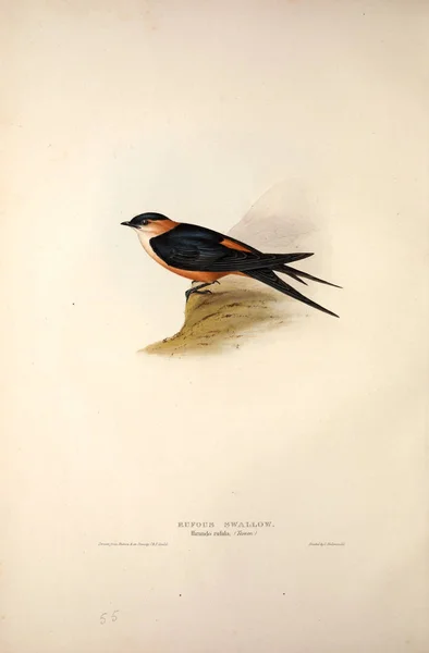 Illustration Eines Vogels Die Vögel Europas — Stockfoto