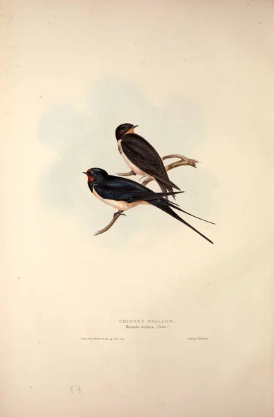 Illustration Eines Vogels Die Vögel Europas — Stockfoto