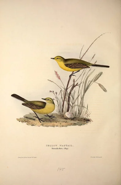 Illustration Bird Birds Europe — Stock Photo, Image