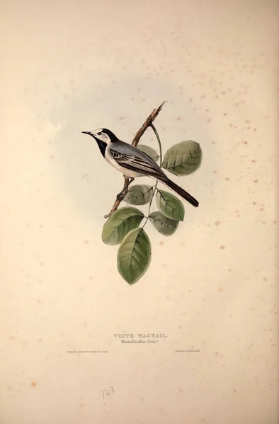 一只小鸟的插图 欧洲的鸟类 — 图库照片