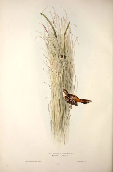 一只小鸟的插图 欧洲的鸟类 — 图库照片