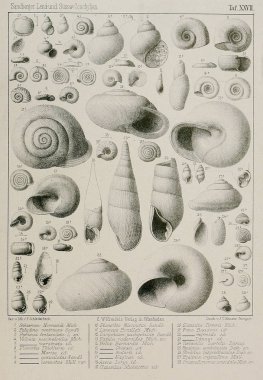 Fosil kabukları. Eski ve vintage resimleri.