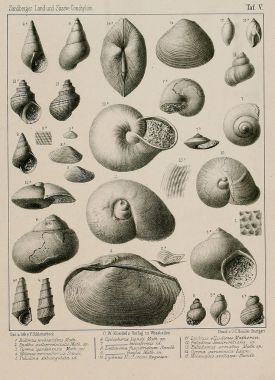 Fosil kabukları. Eski ve vintage resimleri.