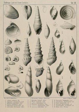 Fosil kabukları. Eski ve vintage resimleri.