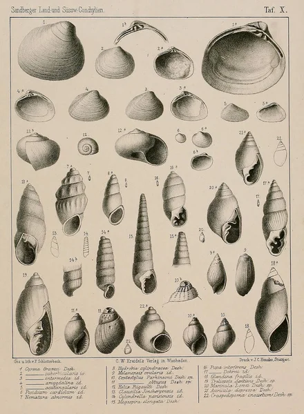 化石贝壳 老式和老式图片 — 图库照片