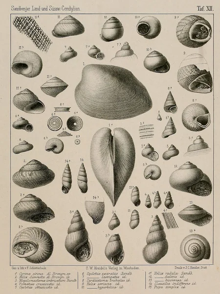 Conchas Fósiles Imágenes Antiguas Vintage —  Fotos de Stock