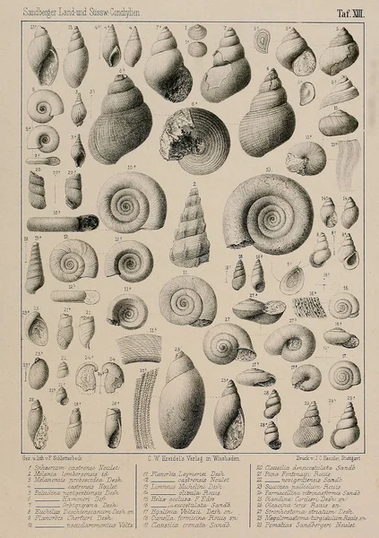Fossil shells. Old and vintage pictures.