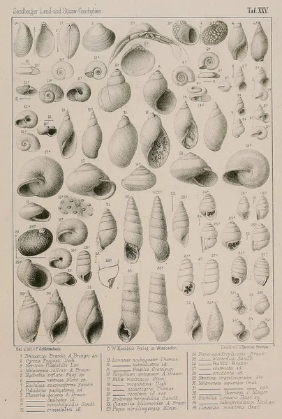 Fossile Schalen Alte Und Alte Bilder — Stockfoto