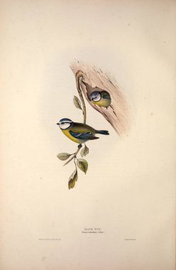 Bir kuş Illustration. Avrupa'nın kuşları.