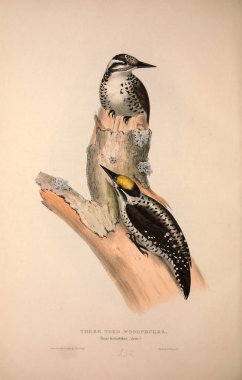 Bir kuş Illustration. Avrupa'nın kuşları.