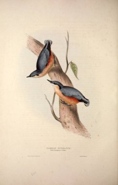 Bir kuş Illustration. Avrupa'nın kuşları.