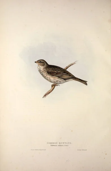Illustration of a bird. The birds of Europe.