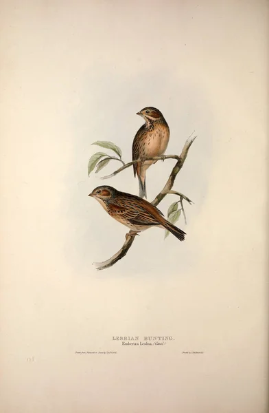 Illustration of a bird. The birds of Europe.