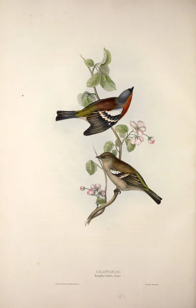 Illustration Bird Birds Europe — Stock Photo, Image