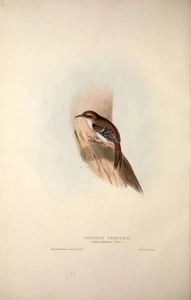 Illustrazione Uccello Gli Uccelli Europa — Foto Stock