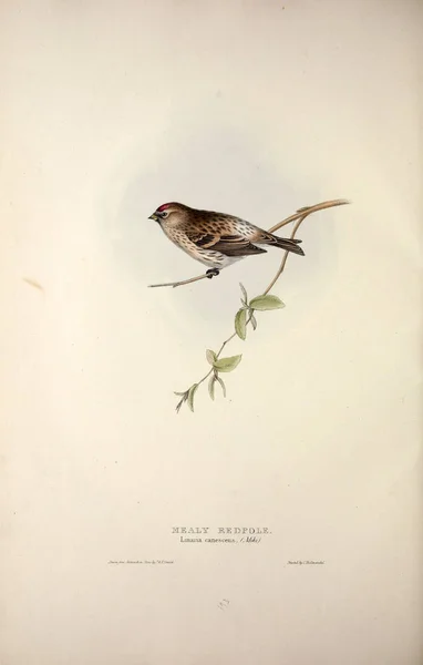 Иллюстрация Птицы Птицы Европы — стоковое фото