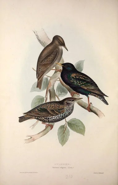 Illustration of a bird. The birds of Europe.