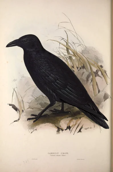 Illustration of a bird. The birds of Europe.