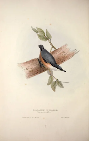 Illustration Oiseau Les Oiseaux Europe — Photo