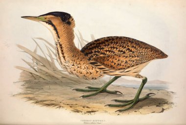 Bir kuş Illustration. Avrupa'nın kuşları.