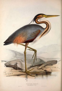 Bir kuş Illustration. Avrupa'nın kuşları.