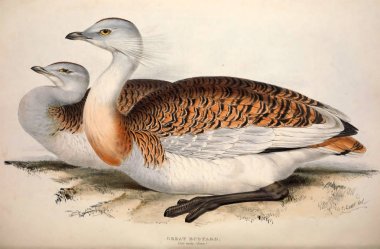 Bir kuş Illustration. Avrupa'nın kuşları.