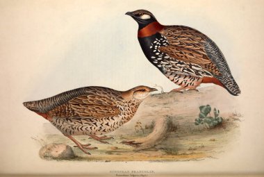 Bir kuş Illustration. Avrupa'nın kuşları.