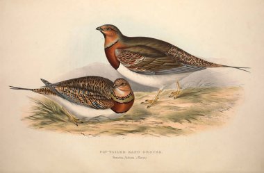 Bir kuş Illustration. Avrupa'nın kuşları.