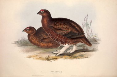 Bir kuş Illustration. Avrupa'nın kuşları.