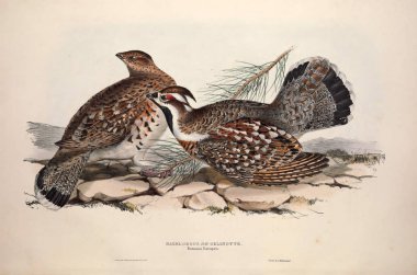 Bir kuş Illustration. Avrupa'nın kuşları.