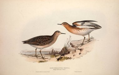 Bir kuş Illustration. Avrupa'nın kuşları.