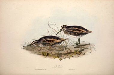 Bir kuş Illustration. Avrupa'nın kuşları.