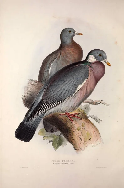 Ilustraţia Unei Păsări Păsările Europei — Fotografie, imagine de stoc
