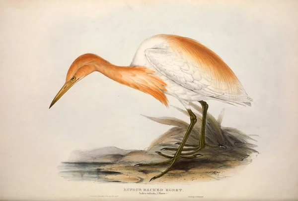 Illustration of a bird. The birds of Europe.