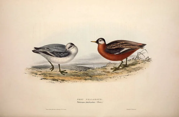 Bir Kuş Illustration Avrupa Nın Kuşları — Stok fotoğraf